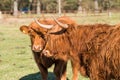 Two Highland cattles  with a very long tuft of reddish brown  hair on a cattle ranch Royalty Free Stock Photo