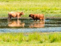 Two highland cows cool off in pond on hot summer day in nature r Royalty Free Stock Photo