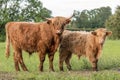 Two Highland cows standing in field staring at camera Royalty Free Stock Photo