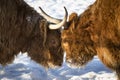 Duelling Highland Cows