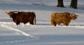 Two Highland cows in a snowy field Royalty Free Stock Photo