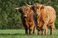 Two Highland cows standing in field staring at the camera