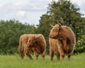 Two Highland cows standing in field staring to the left Royalty Free Stock Photo