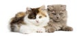 Two Highland fold kittens playing together, isolated Royalty Free Stock Photo