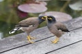 Two hill mynah birds, Gracula religiosa bird, the most intelligent bird in the world Royalty Free Stock Photo