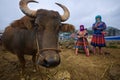 Two hill tribe women present a yak for sale at the hill tribe market