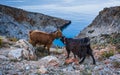 Two hillside goats overlooking sea at Seitan Limania Beach, Akrotiri