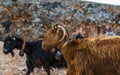 Two hillside goats at Seitan Limania Beach, Akrotiri, Crete