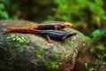 Two Himalayan newt on the stone in primeval tropical forest