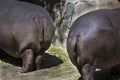 Two Hippo Butts