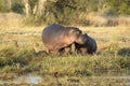 Hippo mother and young out of water being watched by a pride of lions in Khwai Botswana