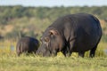 Mother and baby hippo grazing on green grass in golden afternoon light in Chobe Botswana Royalty Free Stock Photo