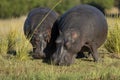 Two hippo out of water grazing in Chobe River Botswana