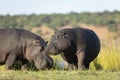 Two hippo out of water grazing in golden afternoon light in Chobe River Botswana Royalty Free Stock Photo
