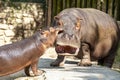 Two hippopotamus mother and son