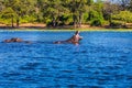 Two Hippopotamus in the river Royalty Free Stock Photo