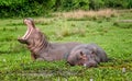 Two Hippopotamus in savannah of Murchison Falls, Uganda