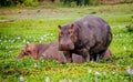 Two Hippopotamus in savannah of Murchison Falls, Uganda Royalty Free Stock Photo
