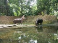 Two hippopotamuses eating together with teeth showing