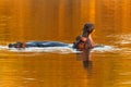 Two hippopotamuses half immersed in pond seen during a golden hour evening Royalty Free Stock Photo