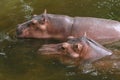 Two hippopotamuses Royalty Free Stock Photo