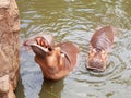 Two Hippopotamuses in a pond