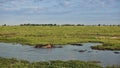 Two hippos are playing in the swamp. The mouths are open, the skin is shiny