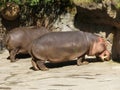 Two Hippos in the Sun