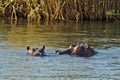 Two hippos swimming in Zambezi river. Victoria Falls, Zimbabwe Africa.