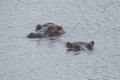 Two hippos on the water