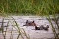 Two hippos in the Zambeze river
