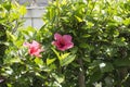 Two hisbicus flower on a green foliage and white fence. Royalty Free Stock Photo