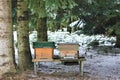 Two hives in the forest in the winter time