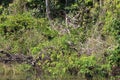 Two Hoatzins perched on fallen trees in the Amazon Rainforest of Peru