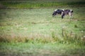 Two Holstein cows Royalty Free Stock Photo