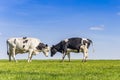 Two holstein cows in a green meadow in Gaasterland