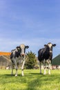 Two holstein cows in a green meadow in Gaasterland Royalty Free Stock Photo