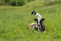 Two holstein cows Royalty Free Stock Photo