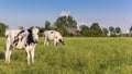 Two Holstein cows in a meadow near Groningen Royalty Free Stock Photo