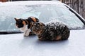 Stray cats in a cold snowy winter day