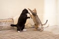 Two homeless cats fight against the wall