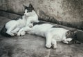 Two homeless cats. Royalty Free Stock Photo
