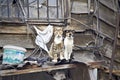 Two cats on the roof Royalty Free Stock Photo