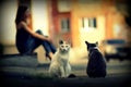 Two homeless cats Royalty Free Stock Photo