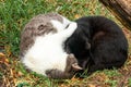 Two homeless cats are sleeping together at yin yang pose outdoors