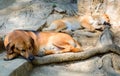 Two homeless dogs sleeps on stone Royalty Free Stock Photo