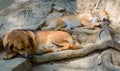 Two homeless dogs sleeps on stone Royalty Free Stock Photo