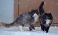 Two homeless freezing cats outdoors in the snow