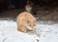 Two homeless freezing cats outdoors in the snow