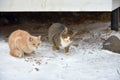 Two homeless freezing cats outdoors in the snow